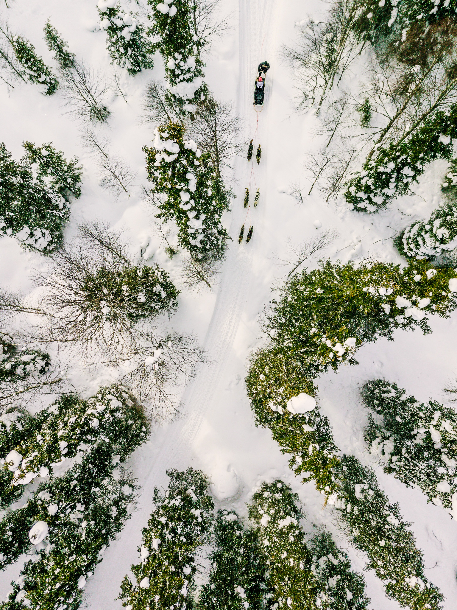 Aerial view of sledding with husky dogs in Lapland Finland.