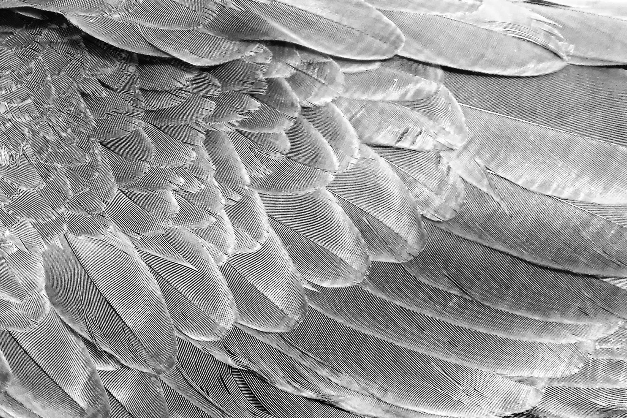 Fragment of parrot wings in silver color for background. Texture