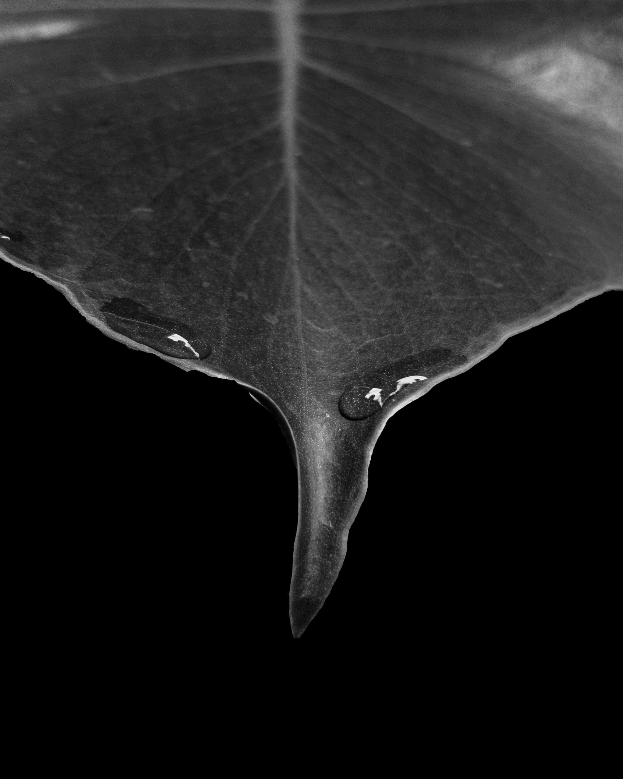 pexels-mohamed-abdelsadig-4117870