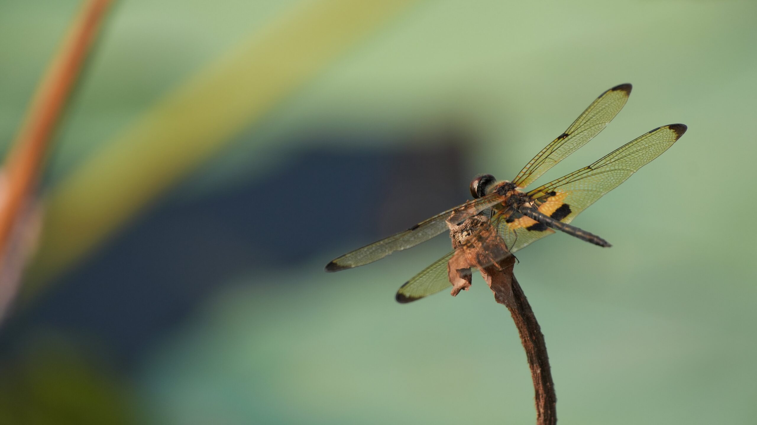 Close-up macro shot of a dragonfly with transparent patterned wings perched on a dry twig against a soft blurred green pond background, showcasing nature beauty and wildlife details.