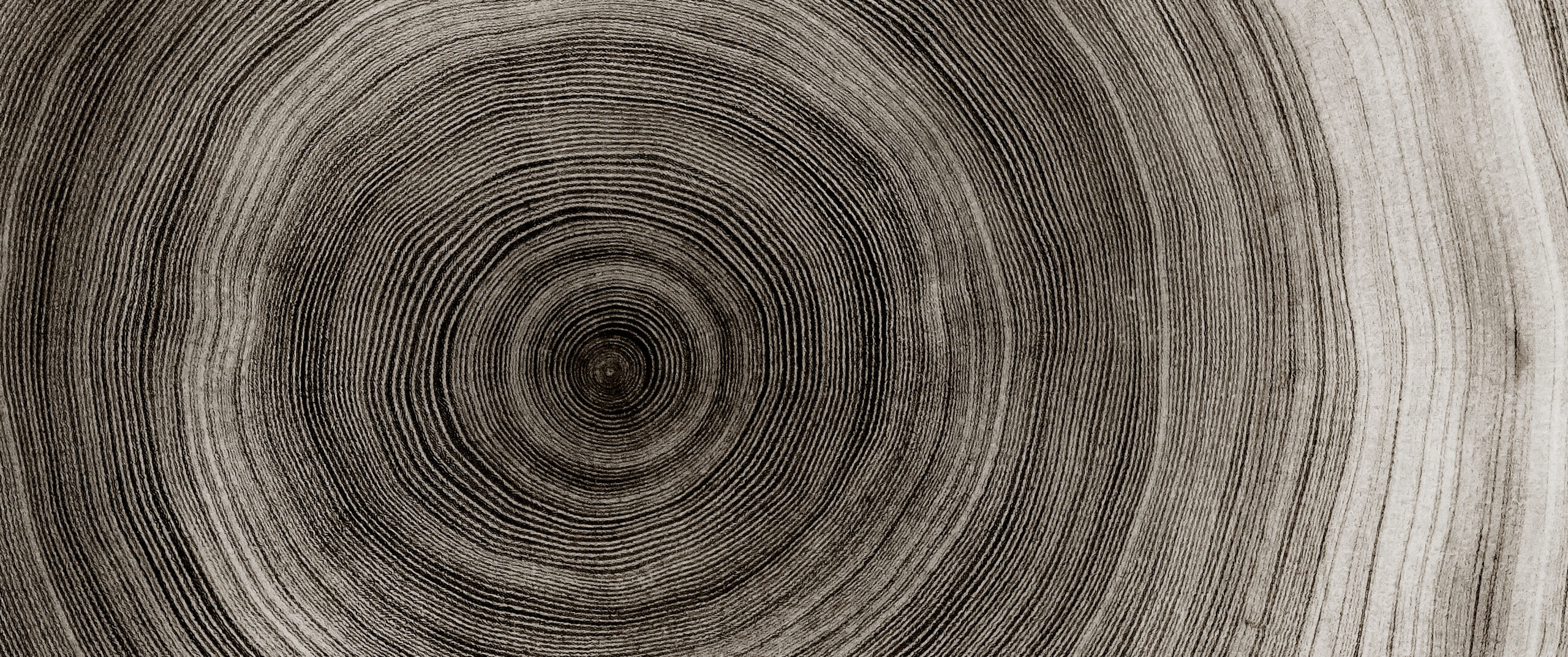 Warm gray cut wood texture. Detailed black and white texture of