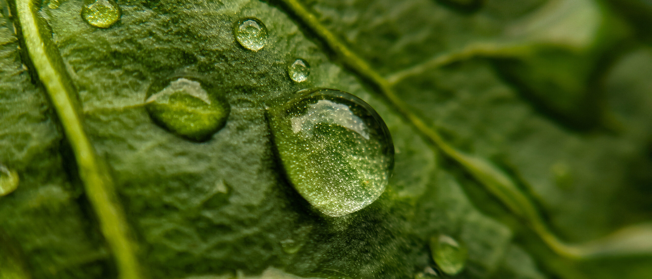 Drop